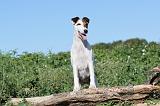 FOX TERRIER POIL LISSE 077